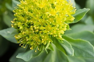 Image illustrative de l'article Rhodiola rosea : 7 bienfaits et comment la prendre 