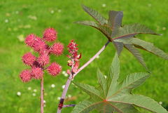 Imagen ilustrativa del artículo Aceite de ricino: para qué sirve, beneficios y cómo usarlo