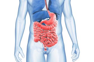 Imagen ilustrativa del artículo Enteritis: qué es, síntomas y tratamiento