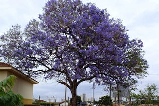 Imagem ilustrativa do artigo Jacarandá (carobinha): para que serve e como fazer o chá