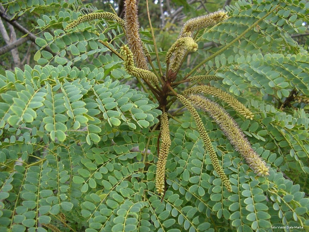 Corteccia Di Barbatimão 50g - Tisana Naturale DuVouga, Stryphnodendron Barbatiman
