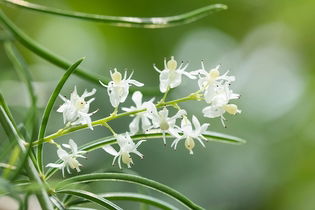 Imagem ilustrativa do artigo Shatavari - Planta medicinal que melhora a Fertilidade