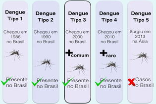 Imagen ilustrativa del artículo Tipos de dengue: cuántos hay y dudas comunes