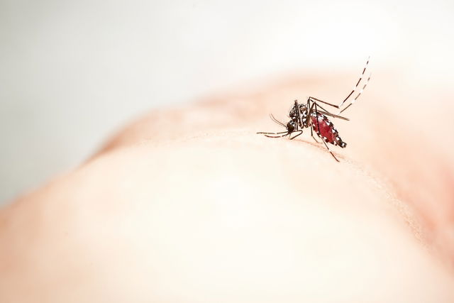 moustique Aedes aegypti responsable de la maladie Zika