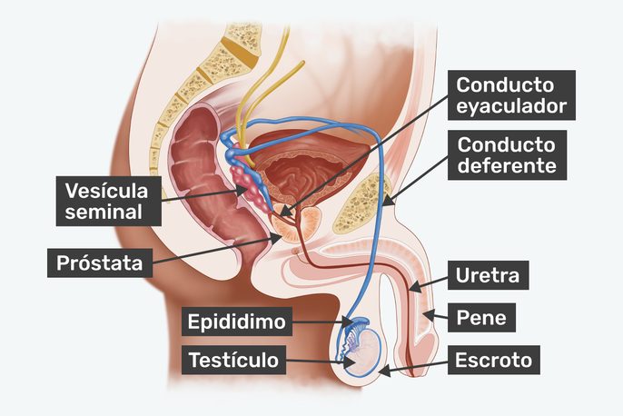 Partes del aparato reproductor masculino
