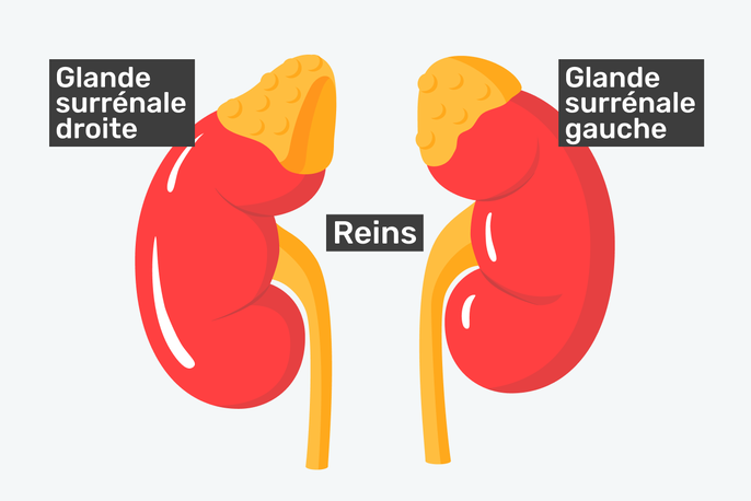 Imagem ilustrativa número 3