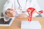 Imagem ilustrativa do artigo Sistema reprodutor feminino (interno e externo): funções e doenças