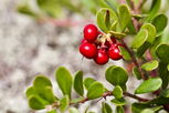 Illustrative image of the article Bearberry: Uses, How to Make Bearberry Tea, Dosing & More