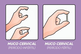 Illustrative image of the article Cervical Mucus: During Ovulation, Stages & More