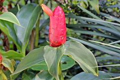 Imagem ilustrativa do artigo Cana-do-brejo: o que é, para que serve (e como fazer o chá)