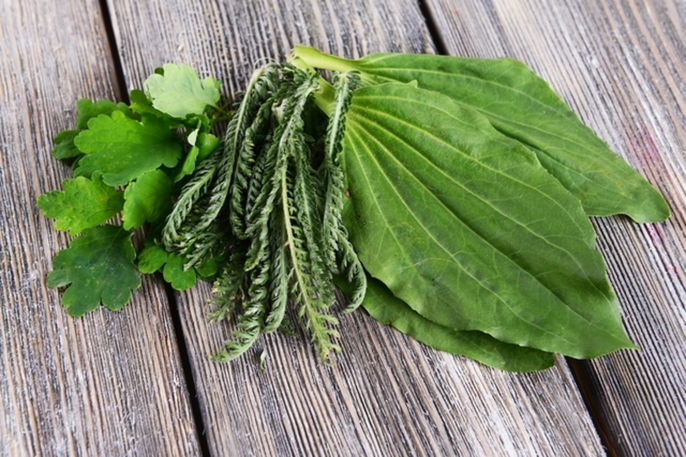 Broadleaf Plantain: Health Benefits & How to Use (Tea & More) - Tua Saúde