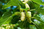Illustrative image of the article White Mulberry: Health Benefits, How to Make Tea & Side Effects