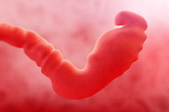 Imagen ilustrativa del artículo 1 a 3 semanas de embarazo: desarrollo del bebé y cambios en la mujer