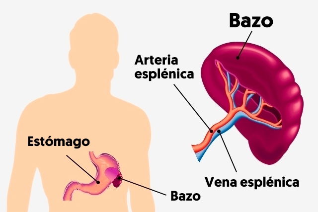 Imagen sobre cómo se realiza la esplenectomía