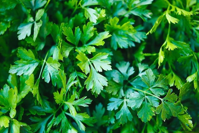 12 Parsley Benefits You Didn t Know with Parsley Tea Recipe Tua Saude