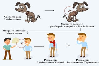 Imagen ilustrativa del artículo Leishmaniasis visceral: qué es, síntomas y tratamiento