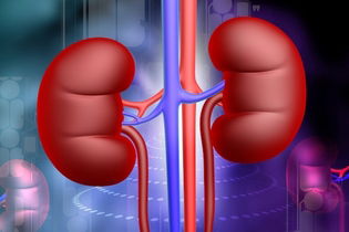 Imagen ilustrativa del artículo Uremia: qué es, síntomas y tratamiento