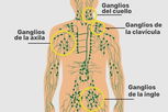 Imagen ilustrativa del artículo Ganglios linfáticos: qué son, dónde están y cuál es su función