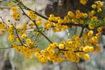 Illustrative image of the article Acacia: Benefits, Uses & Contraindications