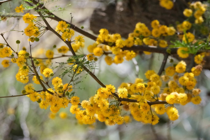 acacia