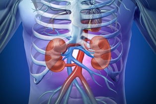 Imagen ilustrativa del artículo Insuficiencia renal: síntomas, causas y tratamiento