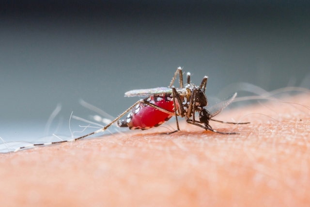 Prevenção Da Dengue: 4 Medidas Simples Para Evitar A Doença