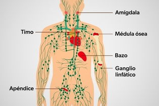 Imagen ilustrativa del artículo Cáncer linfático: qué es, síntomas y tratamiento