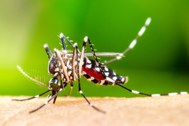 Aedes Aegypti (Dengue Mosquitoes): What They Look & Where They Bite ...