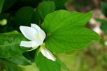 Illustrative image of the article Pata de Vaca (Bauhinia Forficata): Health Benefits & How to Use