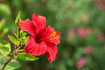 Illustrative image of the article 8 Hibiscus Tea Benefits for Heart, Liver & More (& How to Make)