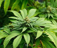 Imagen ilustrativa del artículo Efectos de la mariguana (inmediatos y a largo plazo)