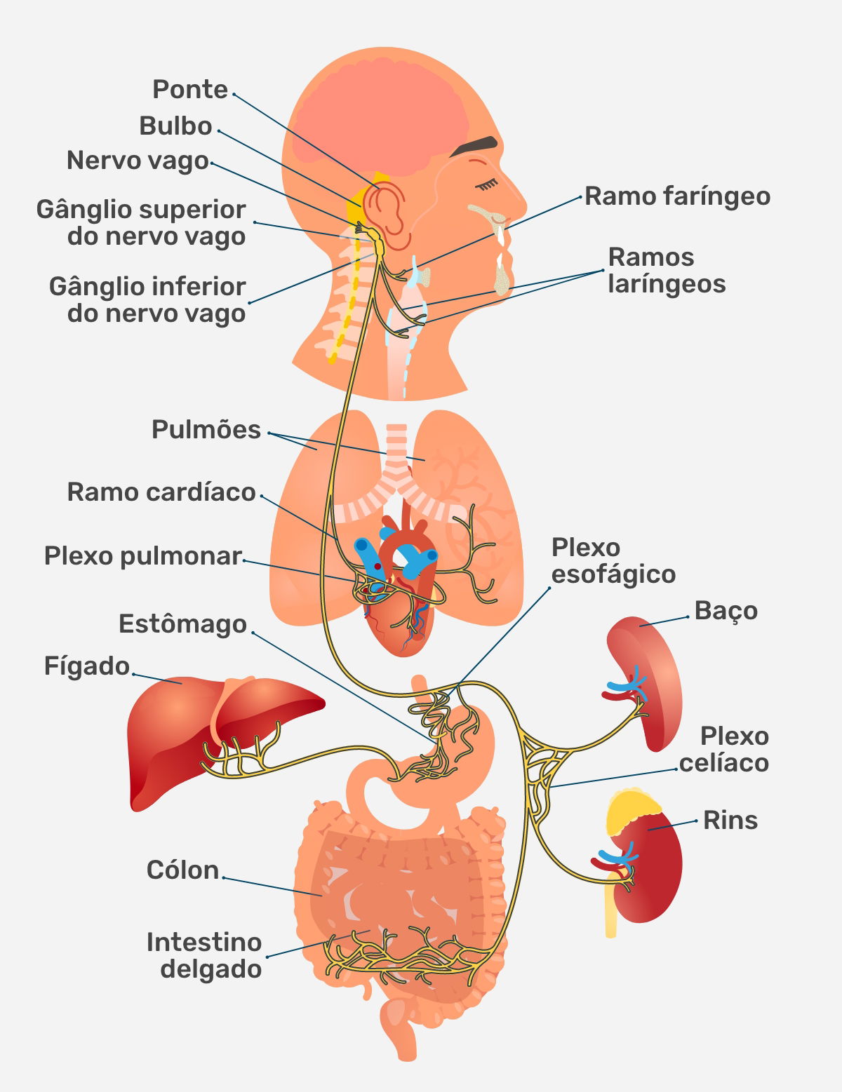 Imagem ilustrativa número 1