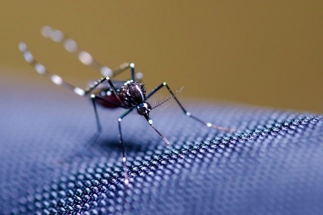 Como Saber Se É Dengue: Testes E Exames De Diagnóstico