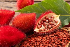 Imagen ilustrativa del artículo Achiote: para qué sirve y cómo consumirlo (con recetas)