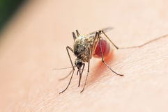 Image illustrative de l'article Virus du Nil: c'est quoi, symptômes et traitement