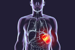 Image illustrative de l'article Rate: c'est quoi, fonctions (et maladies de la rate)