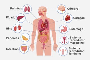 Imagem ilustrativa do artigo Órgãos do corpo humano: quais são e principais funções