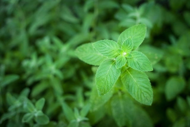 plante de menthe