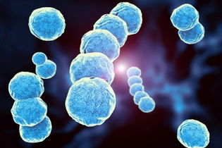 Illustrative image of the article Streptococcus pyogenes: Infections, Symptoms & Treatment