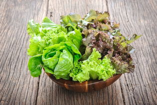 Illustrative image of the article Lettuce: 10 Health Benefits, Types, Nutritional Recipes & Recipes