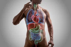 Imagem ilustrativa do artigo Órgãos do corpo humano: quais são e principais funções