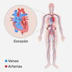 Imagen ilustrativa del artículo Sistema cardiovascular: qué es, funciones y enfermedades