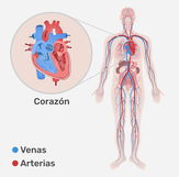 Imagen ilustrativa del artículo Sistema cardiovascular: qué es, funciones y enfermedades