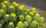 Image illustrative de l'article Rhodiola rosea: 7 bienfaits (et comment utiliser)