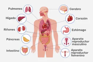 Imagen ilustrativa del artículo Órganos del cuerpo humano: cuáles son y principales funciones