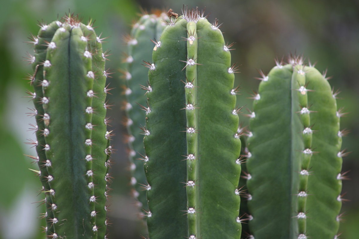Cactus San Pedro: para qué sirve y cómo es consumido - Tua Saúde