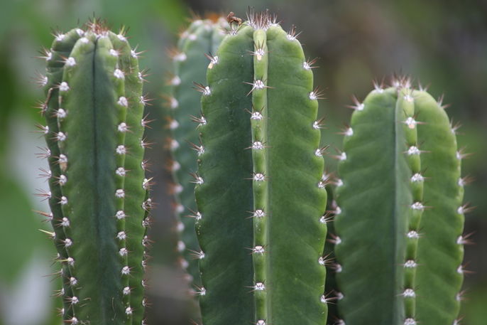 Cactus de San Pedro