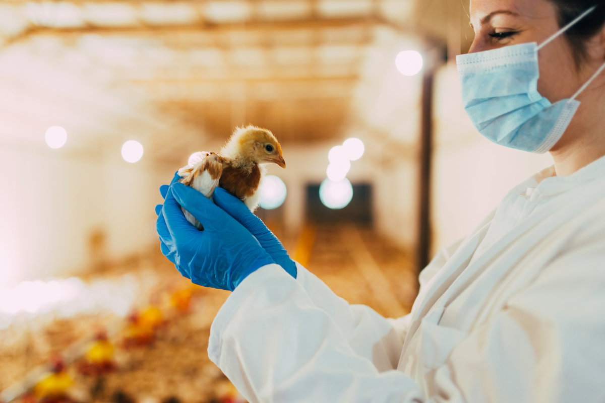 Gripe Aviária: O Que É, Sintomas, Transmissão E Tratamento