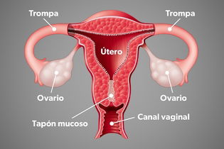 Imagen ilustrativa del artículo Tapón mucoso: cómo reconocerlo y para qué sirve