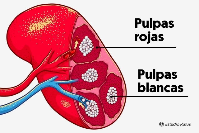 Imagem ilustrativa número 2